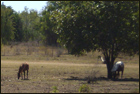 Mataranka Quarry - Nice And Peaceful!