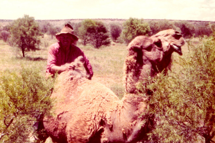 Rounding up camels for the Camel Cup