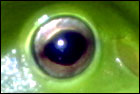 Green Tree Frog
