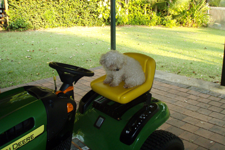 Gucci solo on the mower 