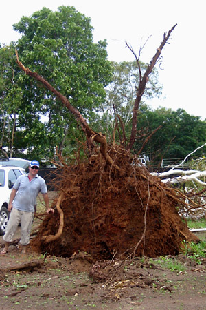 Damn... I 'specially kept this tree!