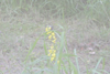Spot The Butterfly