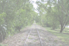 The Old Line